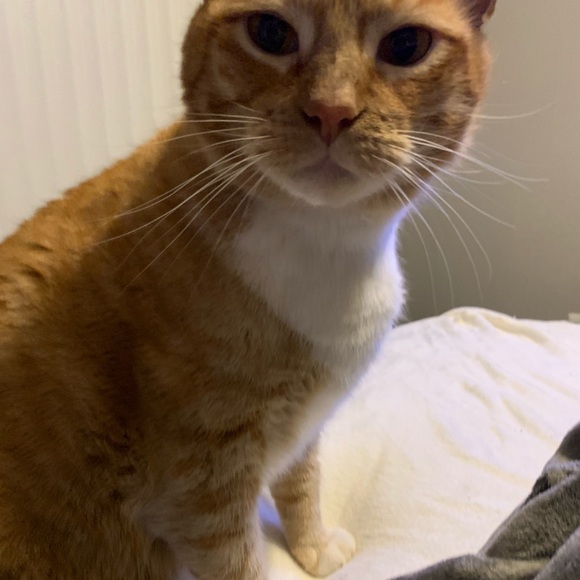 Whipper snappers ALREADY BUNDLED LOL - Picture 3 of 3